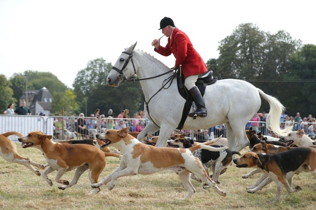Dog Show