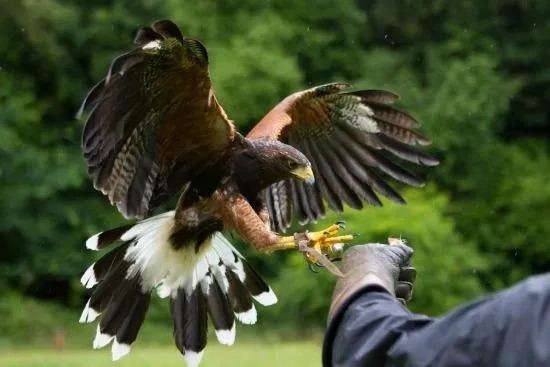 Falconry Display
